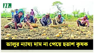 আলুর ন্যায্য দাম না পেয়ে হতাশ কৃষক | NTV News