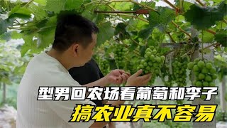 型男回农场看葡萄和李子，搞农业真不容易，只能鼓起勇气继续前进