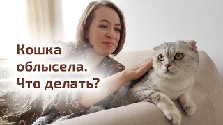 Облысение у кошки