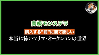 【高級モンステラ】詐欺だらけ？第二弾!!フリマやオークションで買うときに騙されないための方法を撮影したら1時間の動画になってしまった件