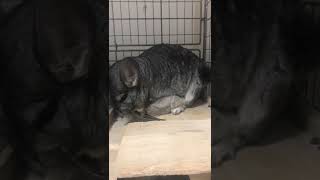 chinchilla breastfeeding