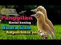 SUARA KECIAL KUNING MEMANGGIL LAWAN | AMPUH PANCING KECIAL JADI IKUT BUKA CIAK GACOR DAN NGEJOS