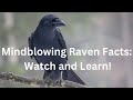 Mindblowing Raven Facts: Watch and Learn!