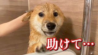 豆柴富　シャンプーで泣き叫ぶ柴犬【音量注意】