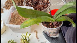 Orchid Cleaning Tips! - Episode 162