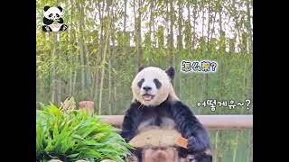 搞笑可爱的乐宝韩语10级，奶爸熊语8级 #熊猫 #panda #乐宝