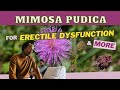 MIMOSA PUDICA (Shame old lady): A NATURAL VIAGRA & much more / Earth's Medicine