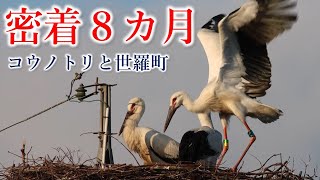 【貴重映像】広島県内初のヒナ誕生　町民が見守った8カ月の軌跡