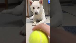 キャッチボールをする柴犬 #Shorts