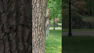 City Squirrels of Boston Common: A Close-Up Look at Urban Wildlife #squirrel #wildlife  #animals