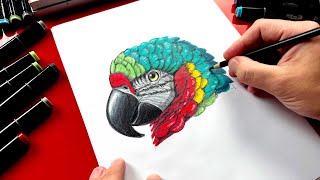 How To Draw A Realistic Parrot - Advanced