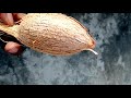 the smallest coconut never seen in world