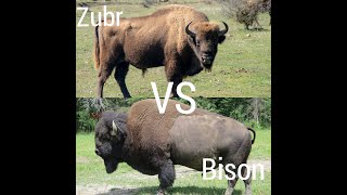 Zubr vs. Bison