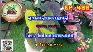 🔵 สวนนิสาพรบอนสี EP. 422 🔵 แบ่งปันบอนสีฟอร์มสวยๆ 9 ส.ค. 67 โทร / ไลน์ 0805194988