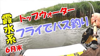 6月末 霞水系トップウォーターフライでバス釣り