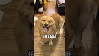 小狗不僅性格會像主人，長相也不例外#dog #萌寵 #shorts