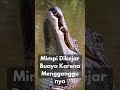 arti mimpi dikejar buaya karena mengganggunya