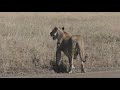 The Serengeti Tales V  A Serengeti Lioness Part II