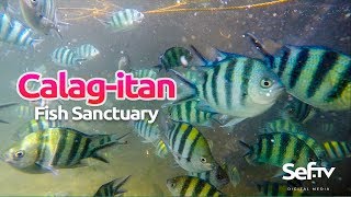 Calag-itan Fish Sanctuary