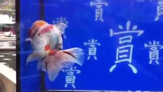 賞魚閣一頂級泰獅