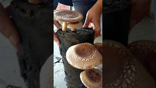 Shitake Mushroom/Lentinula Edodes/Growing at Home/World Best healthy Testy Mushrooms.