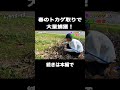 【トカゲ獲り】　カナヘビを大量に獲る方法。　 shorts トカゲ 生物 カナヘビ youtubeshorts