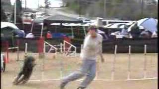 Agility run Standard Poodle