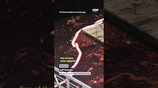 2,000-gallon diesel spill stains part of Baltimore waterfront