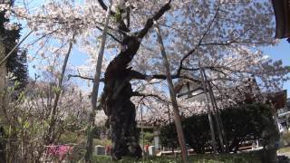 ４Ｋ 2017年桜　法蔵寺 福島県三春町　４月24日撮影　C0042