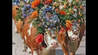 La transhumance au  Tirol   - 2013