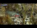 ハリヨの里～醒ヶ井～（梅花藻と絶滅危惧種ハリヨの水中映像など）