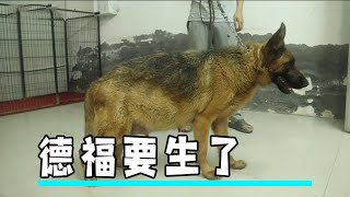 从狗肉车上救下的德牧，居然快生小狗了，主人却不太高兴了！【小跑的犬舍】