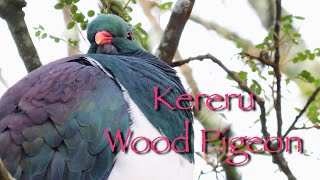 Beautiful Birds | New Zealand Wood Pigeon the Kereru