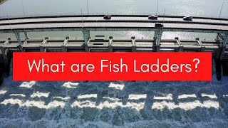 What are Fish Ladders? Hydraulic Structures