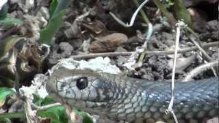 Massive Eastern Brown Snake