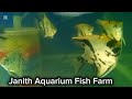 අලුතින් ආපු මාලු ටිකක් 😍😍 subscribe aquarium plantedtank viralvideo