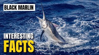 Amazing facts of Black Marlin | Interesting Facts | The Beast World