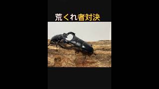 ［瞬殺］スマトラオオヒラタクワガタVSセアカフタマタクワガタ　［クワガタ相撲］