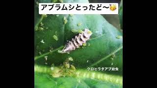 【益虫】クロヒラタアブの幼虫がブロッコリーについたアブラムシを意気揚々と捕食している様子🥦  #クロヒラタアブの幼虫 #益虫 #アブラムシ