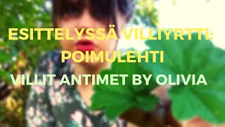 4. Esittelyssä villiyrtti: Poimulehti