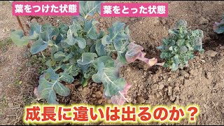 【わき芽の収穫】ブロッコリー葉をとると成長に差はできるの？【頂花蕾と側花蕾の違い】大きいブロッコリーを収穫するポイント！収穫のタイミング！