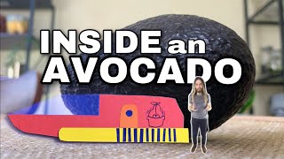 What Are Avocados Made Of? Let's explore the anatomy of fruit.