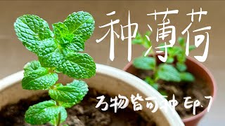 种薄荷 | Grow Mint! | Plante de menthe!