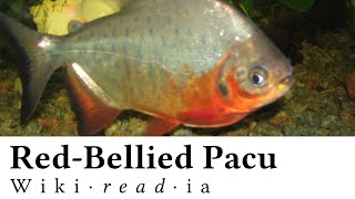 Red-Bellied Pacu - Wikireadia