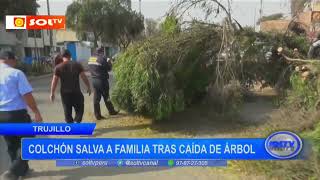 Trujillo: colchón salva a familia tras caída de árbol