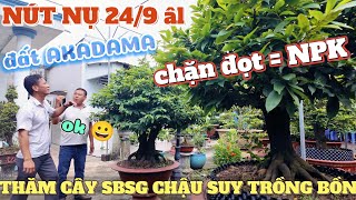 Phương Bình xem nút nụ vườn mai A Hải chặn đọt = NPK 24/9âl Thăm cây SBSG chậu suy trồng bồn Akadama