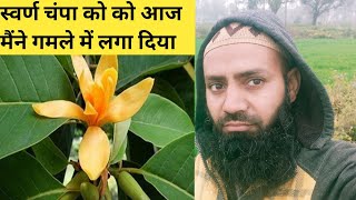 How To Grow Swarn Champa In A Pot🌹स्वर्ण चंपा को आज काफ़ी दिनों के बाद गमले में लगा ही दिया 👏