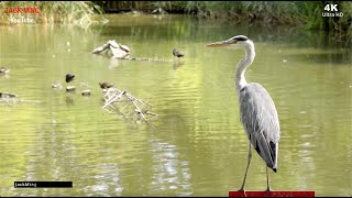 ✅ 32 Landscape photography🔸自然風景｜苍鹭鸟 Ardea cinerea ｜Grey heron｜ 🎁 歡迎訂閱分享 ✍️ 4K 短视频 Nature Photography