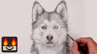 How To Draw a Husky Dog | Sketch Tutorial