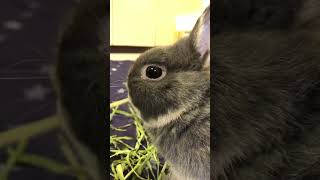 ヤングオーツヘイ食べるうさぎさんの横顔🐇かわいいと思ったら、いいね＆コメントお願いします♪ #ウサギ #うさぎ #bunny #ネザーランドドワーフ #かわいい #癒し #ミニレッキス #オーツヘイ